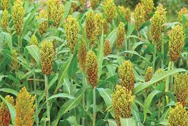 SORGHUM