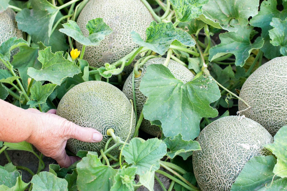 MUSKMELON