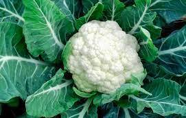 CAULIFLOWER