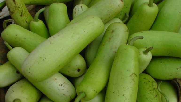 BOTTLE GOURD