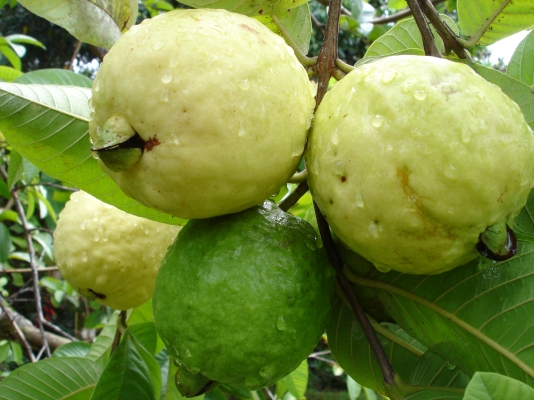 GUAVA