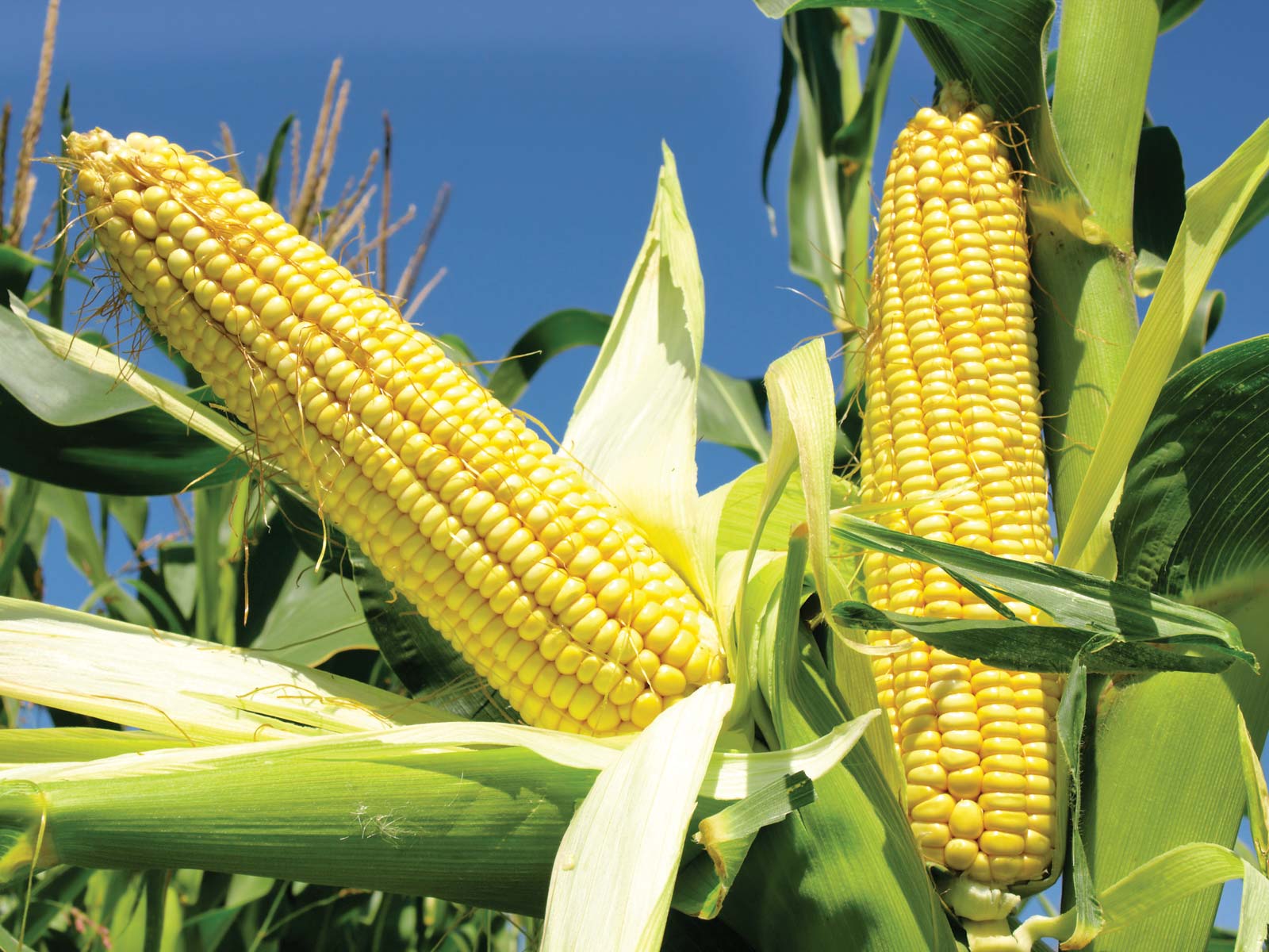 MAIZE