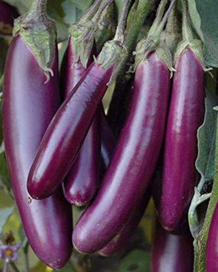 BRINJAL